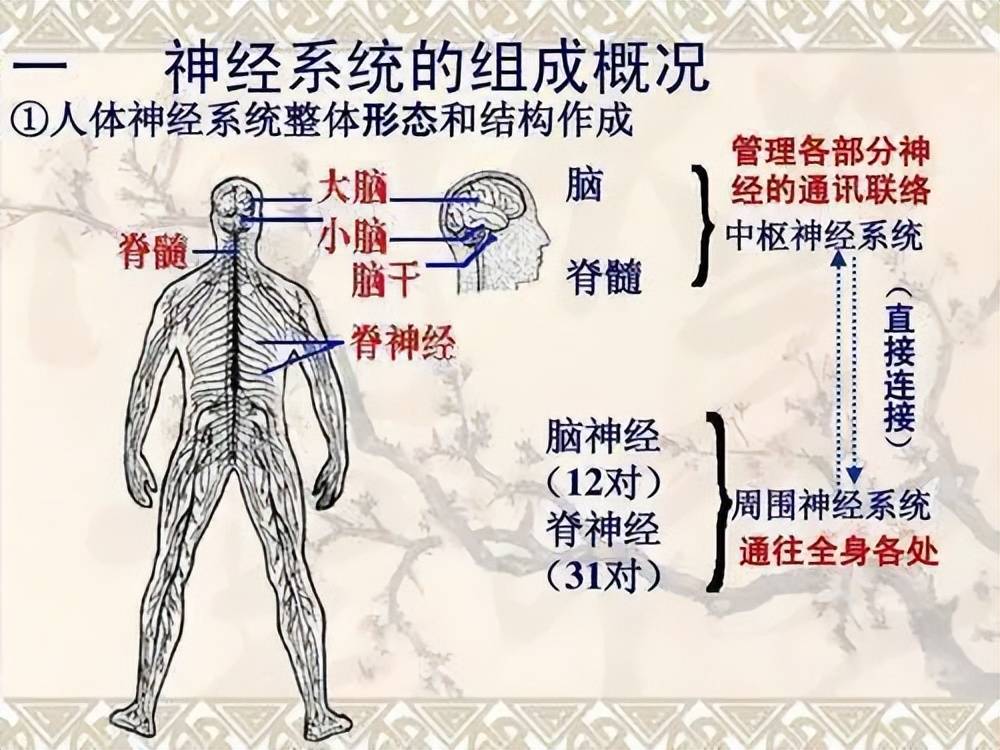 人体中枢神经示意图图片