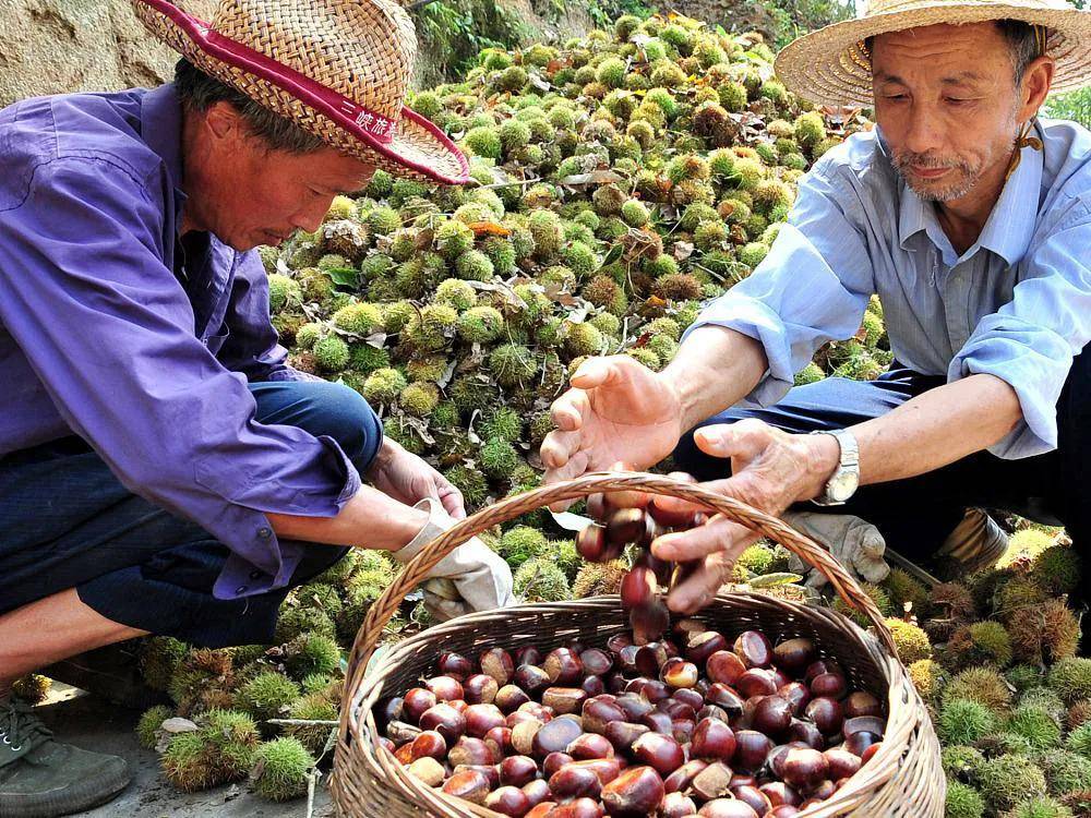 这野果剥壳就能吃,曾是荒年的救饥粮,现在又到成熟季,很多人去山里捡
