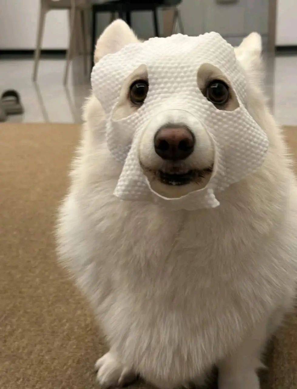 开心一刻笑话:要和小狗一起敷面膜吗?