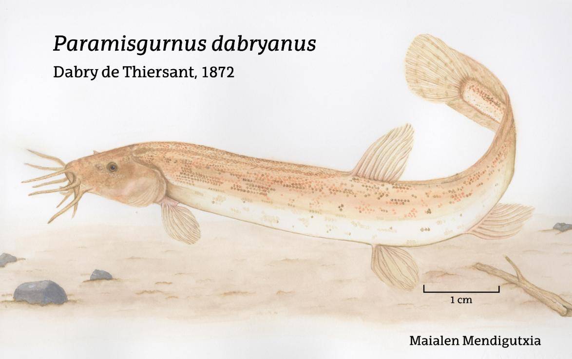 陕西男子放生"泥鳅王",1斤多已有"龙形",网友:不该放的!