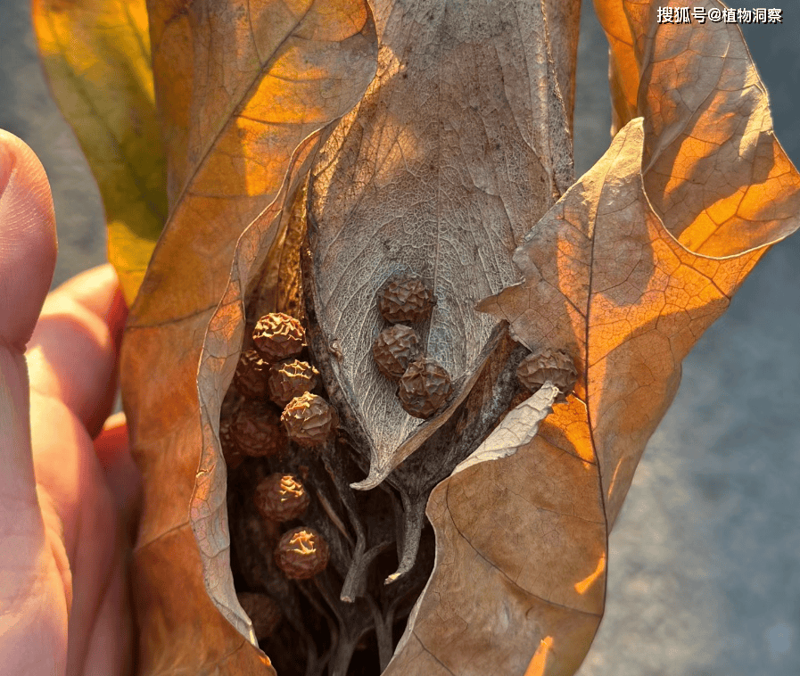 大概的意思就是说凤凰它不是梧桐它不歇息,不是竹子的果实不吃,不是