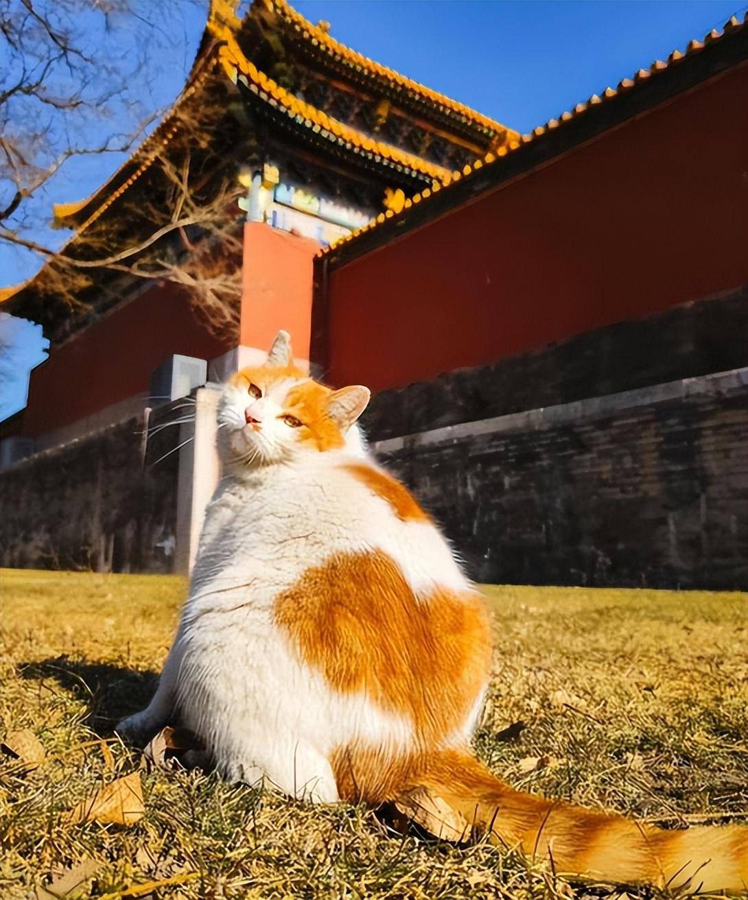 故宫猫黄爷爷图片