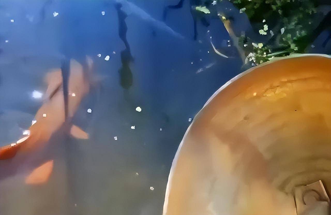 云南女子捞起龙形大号泥鳅王!网友:姜它放茴大孜然吧