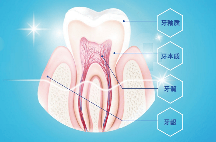 成牙本质细胞突图片