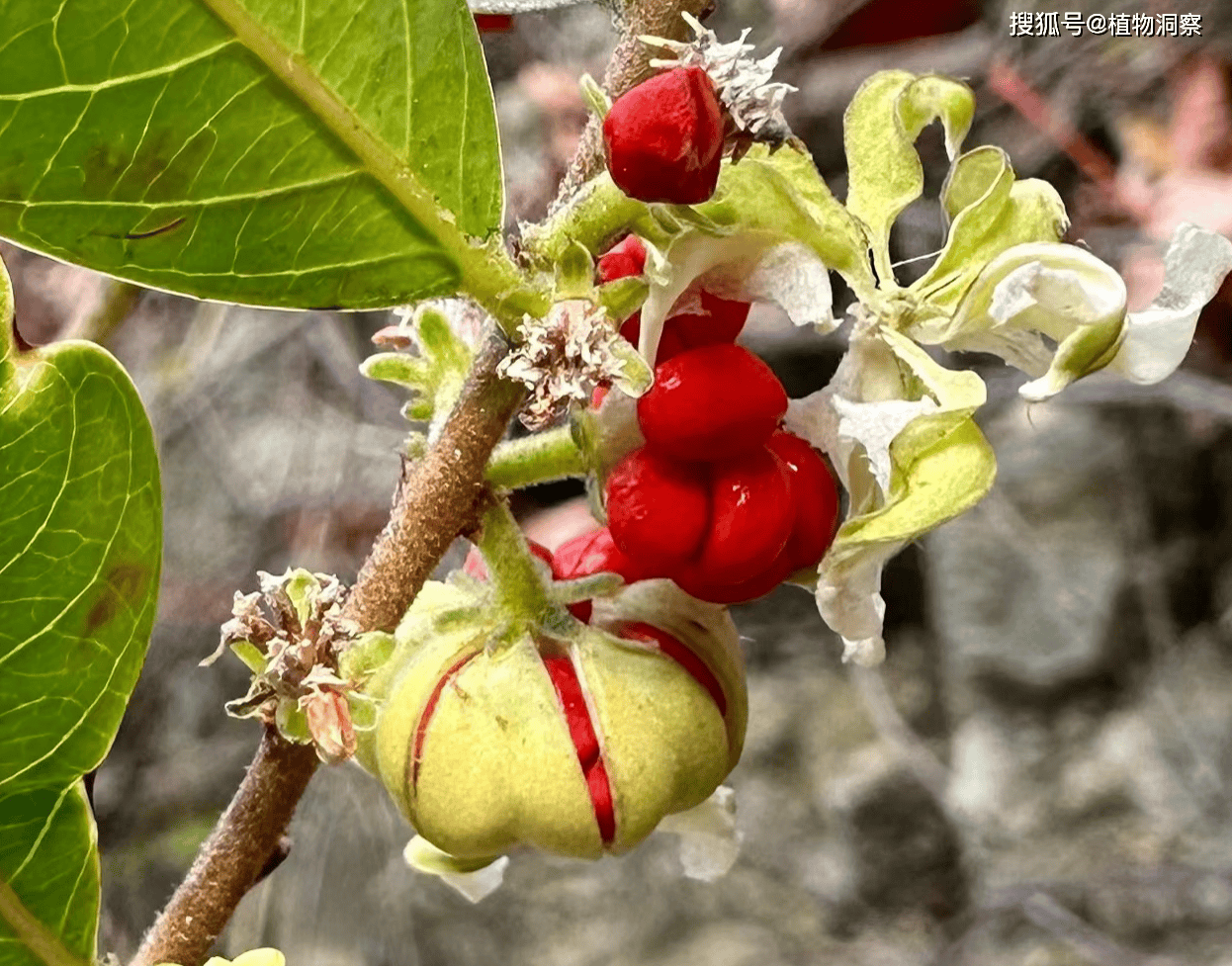 算盘子,一种果实长得像算盘珠子的植物!