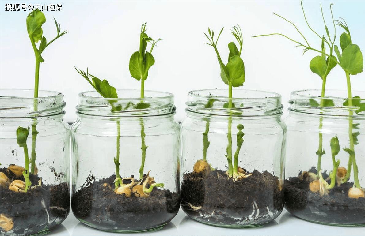 牛油果核水培种植方法_根系_催芽_生命
