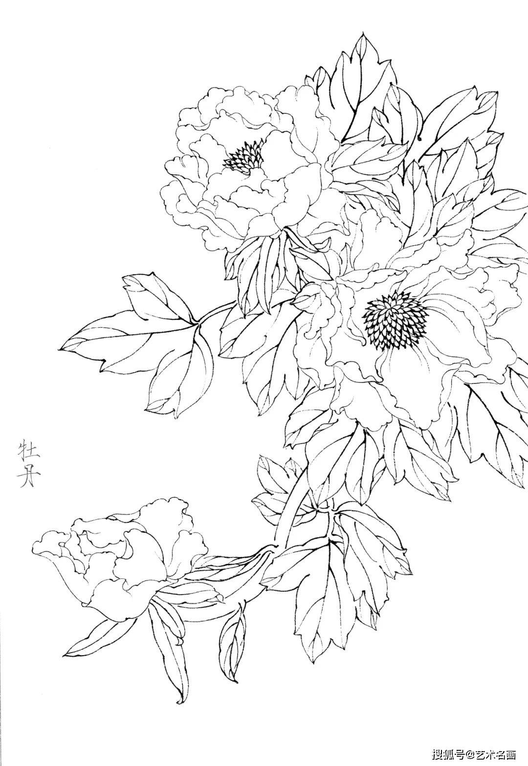 30幅工笔白描花鸟图