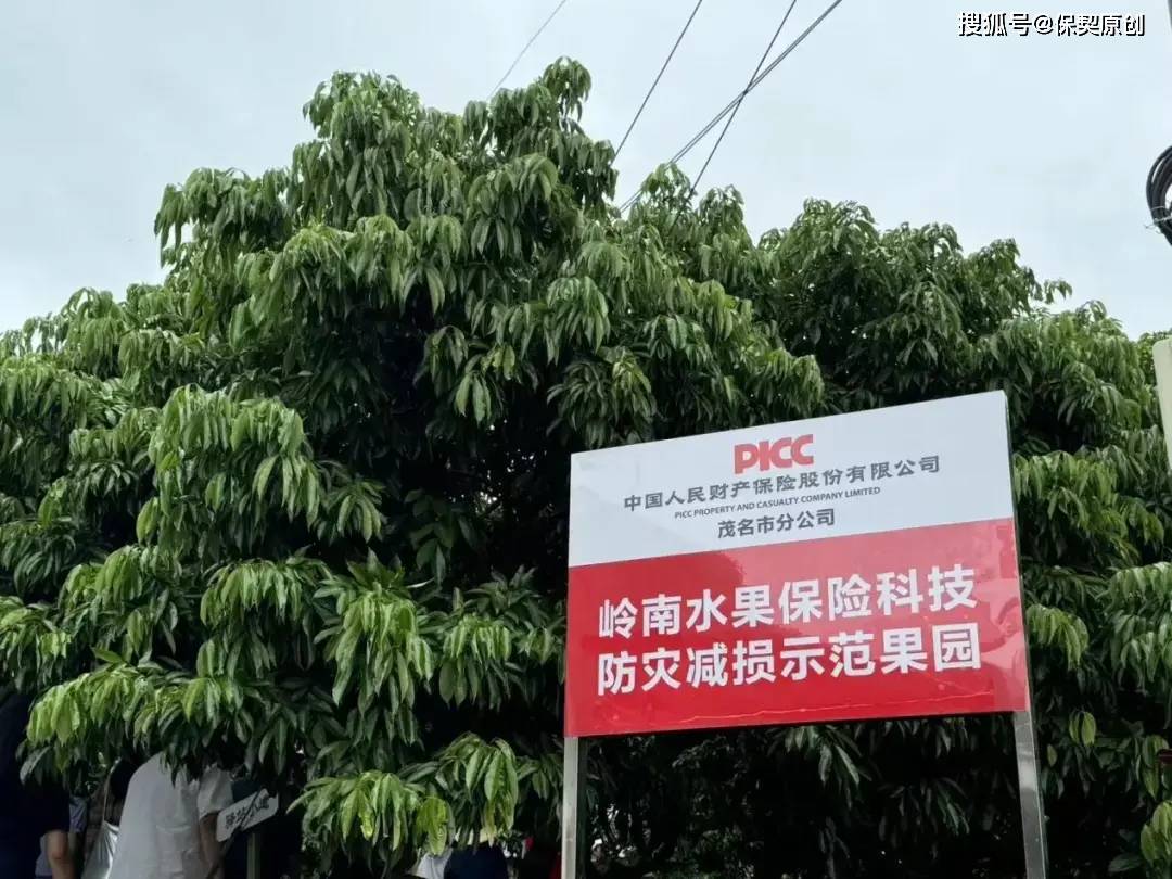 粤行新篇①丨千年荔枝古树,勤劳荔枝果农,终于都安心了