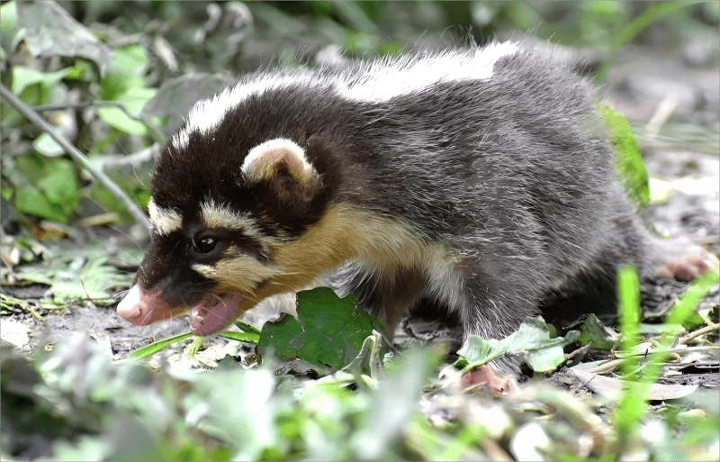 【天宁万象】憨厚呆萌,四肢短健,你知道我国常见的"獾"有哪几种吗?