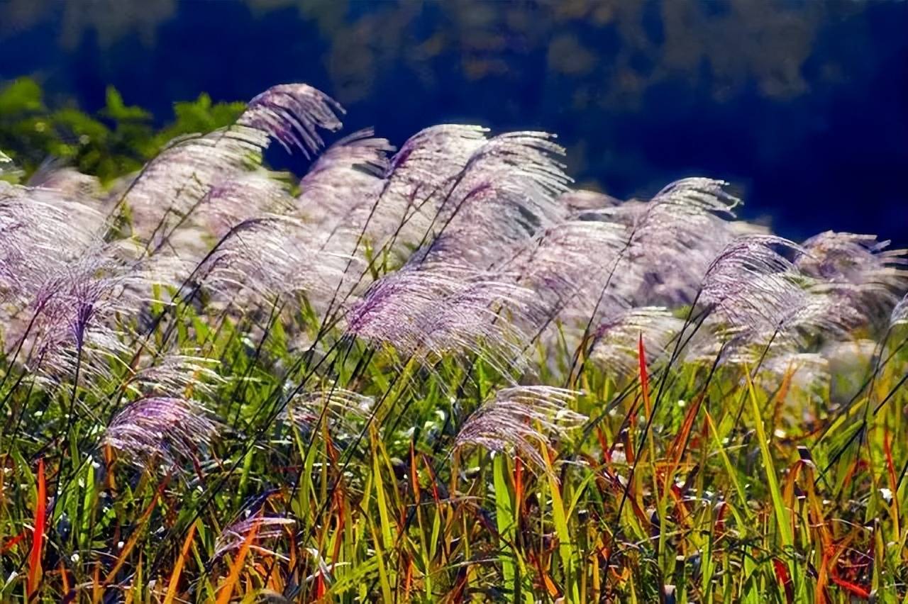 古诗词里的唯美芦花,折芦花赠远,零落一身秋