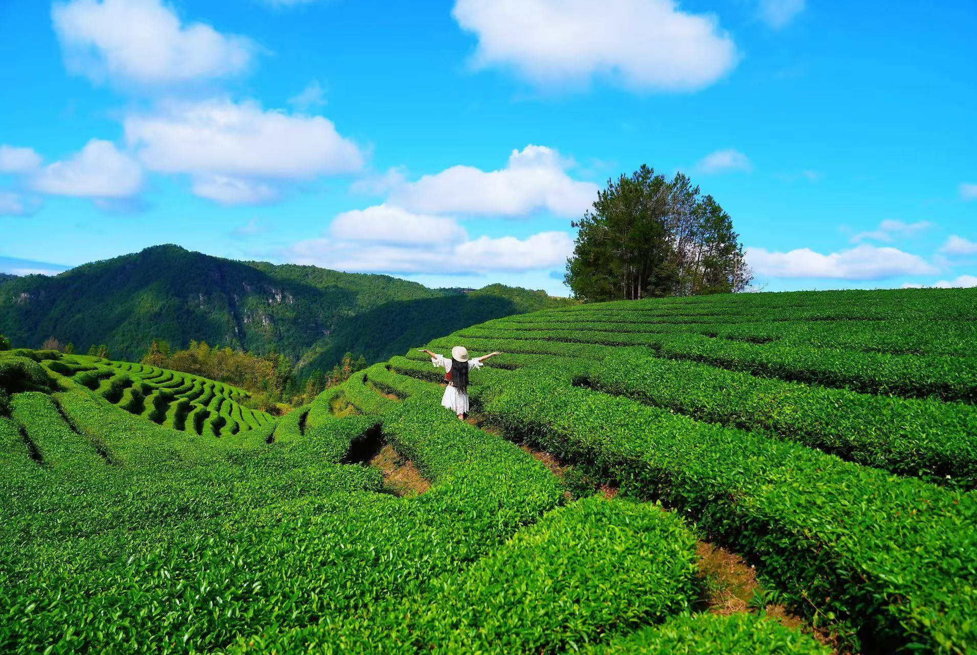 大茶场 秋日治愈之旅，走进浙江泰顺，溯源三杯香产地，茶园里的小清新_香气_旅行_大自然