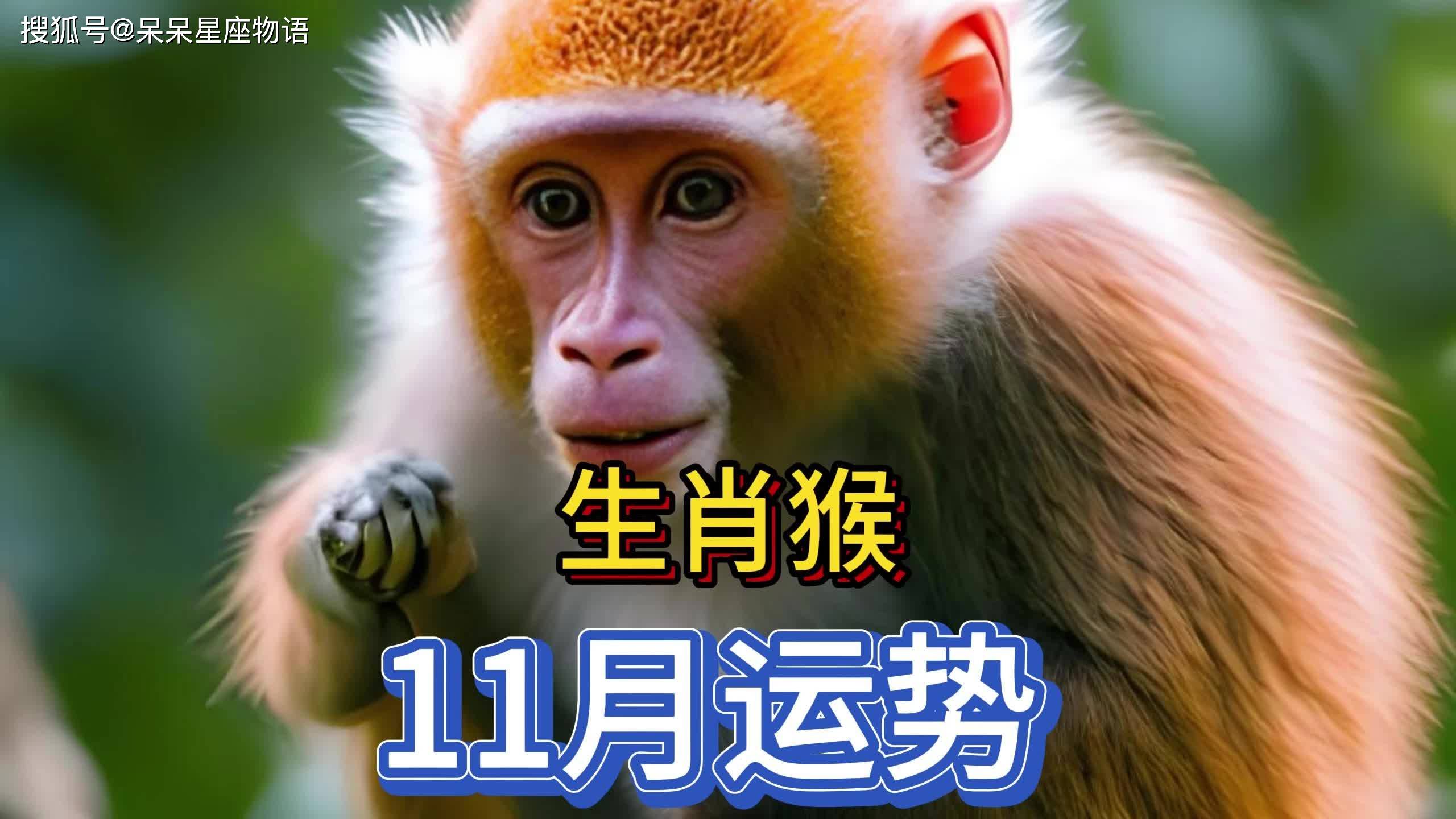 1月份生肖猴感情运势(生肖猴一月运势)