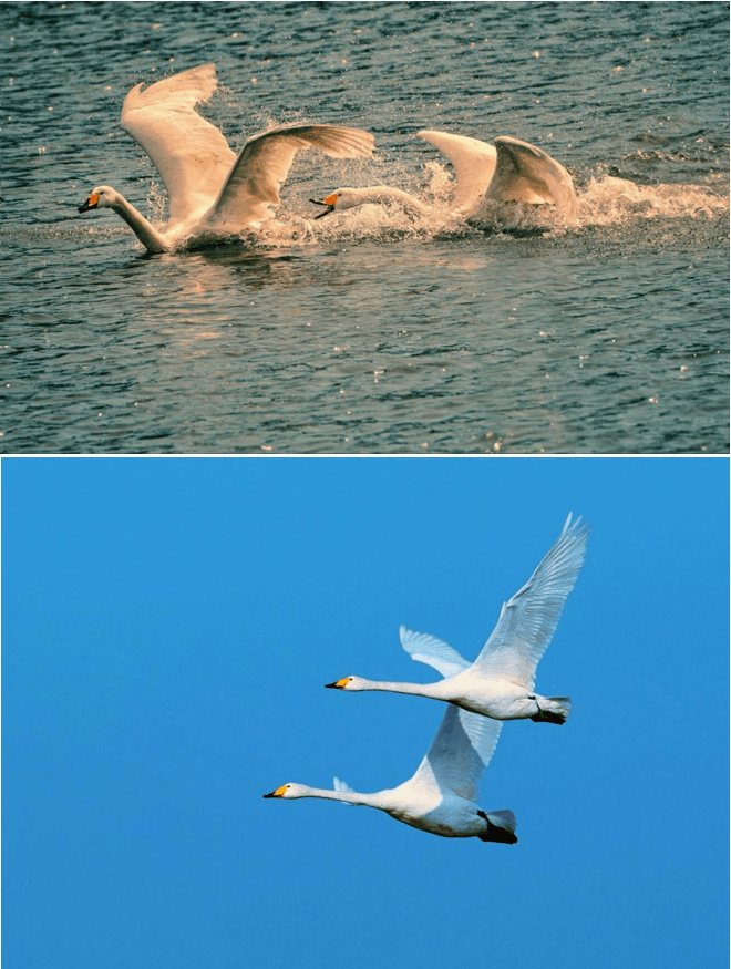 图片[4]-天鹅季到来!赏天鹅、泡温泉、游小镇……-华闻时空