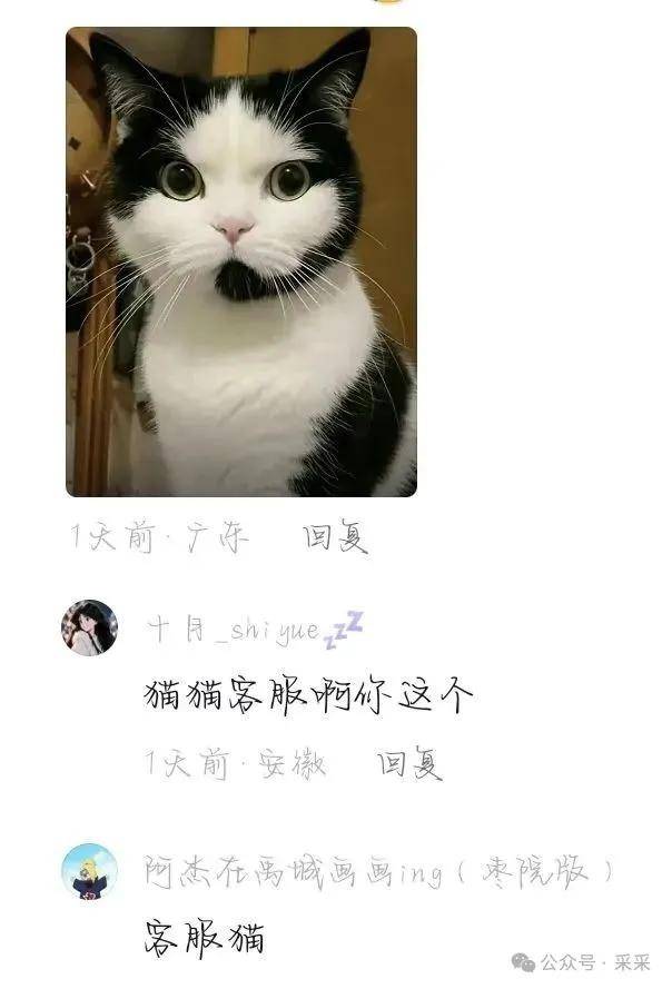 猫咪段子16mb图片