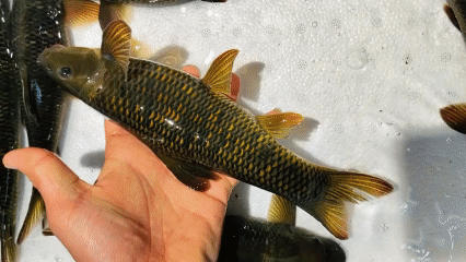 猪嘴鱼身?贵州男子钓获长相怪异的鱼,身色黑黄,体型似"棒槌"