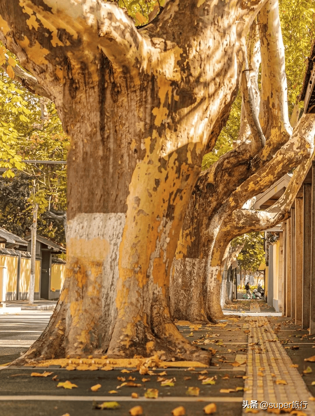 秋天马路边落叶图片图片