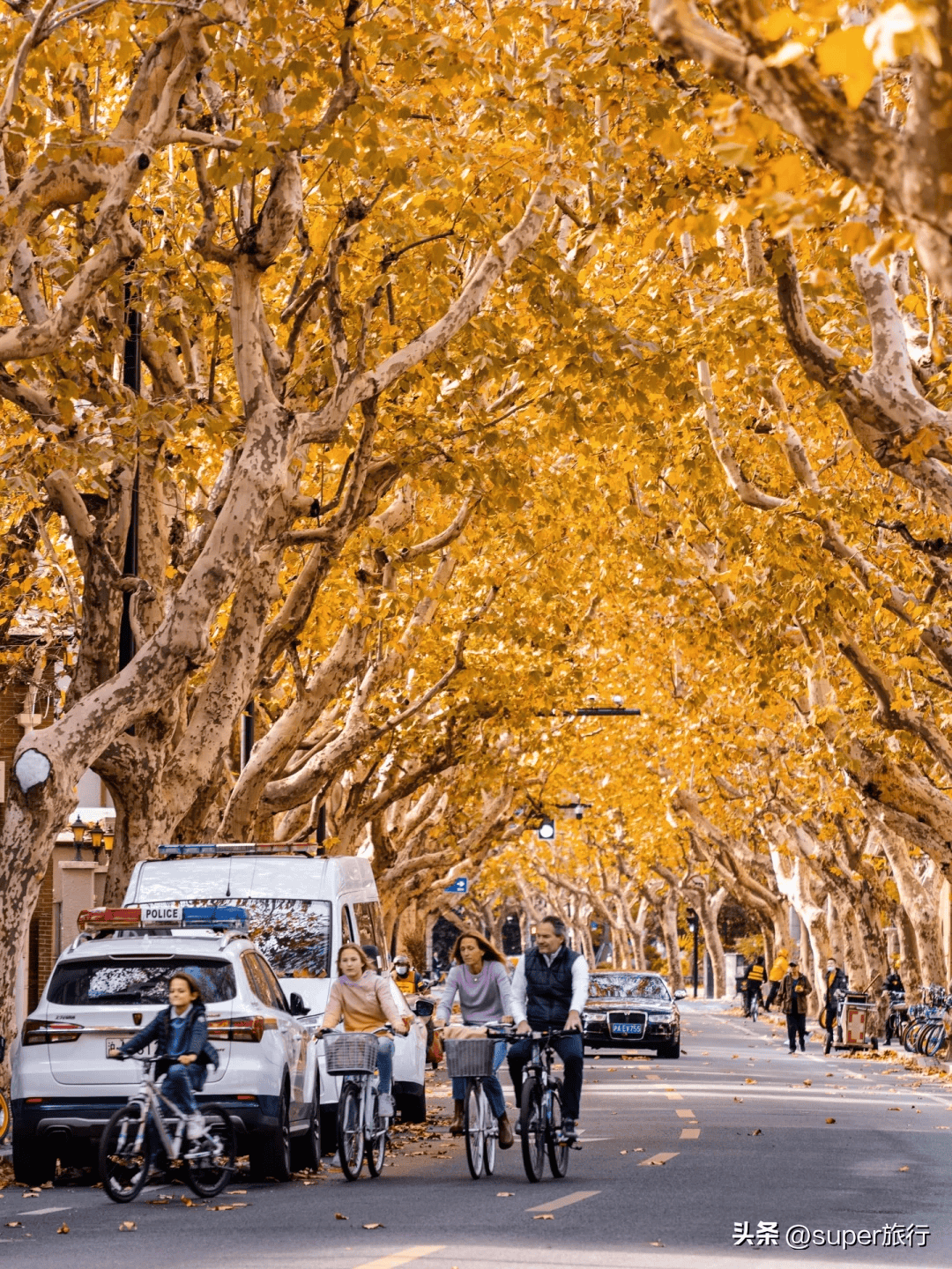 上海最美的路图片