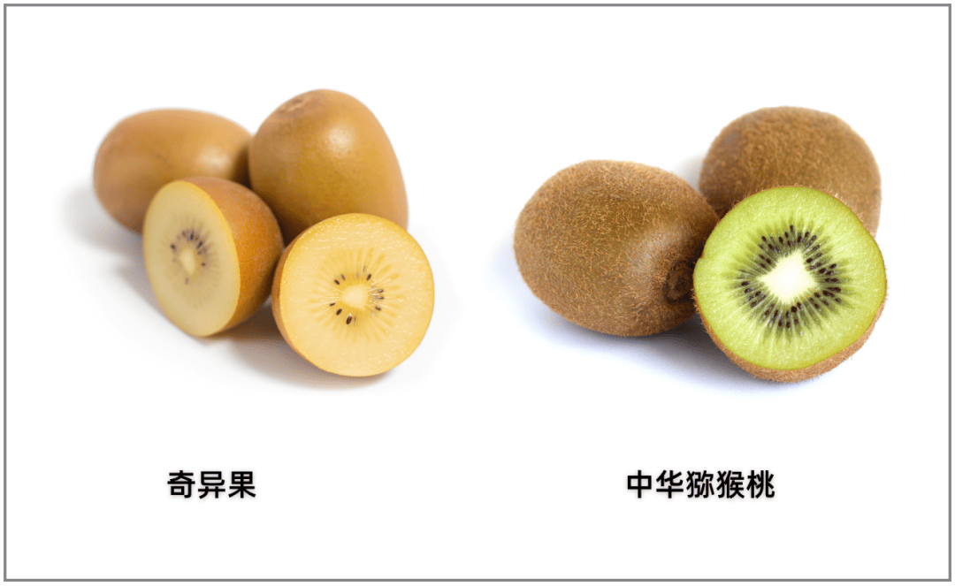 奇异果和猕猴桃的区别part02——猕猴桃原产于我国,因猕猴喜食而得名.