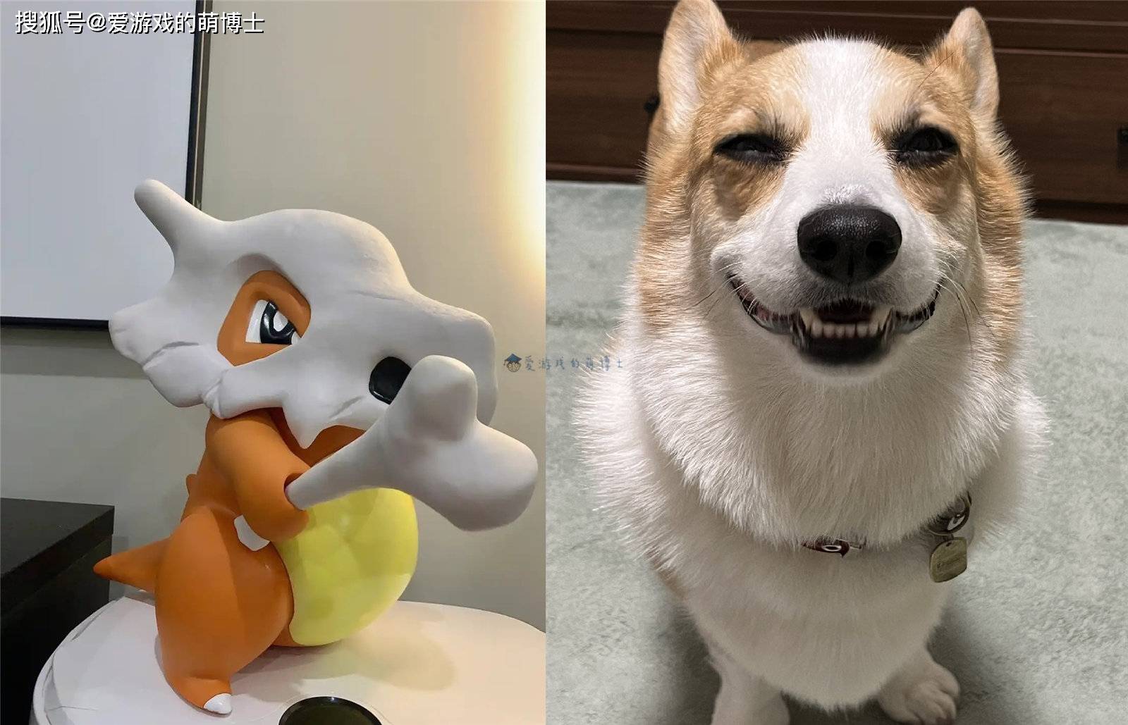 柯基被cos成《宝可梦》卡拉卡拉,玩家:不说像,只能说一模一样