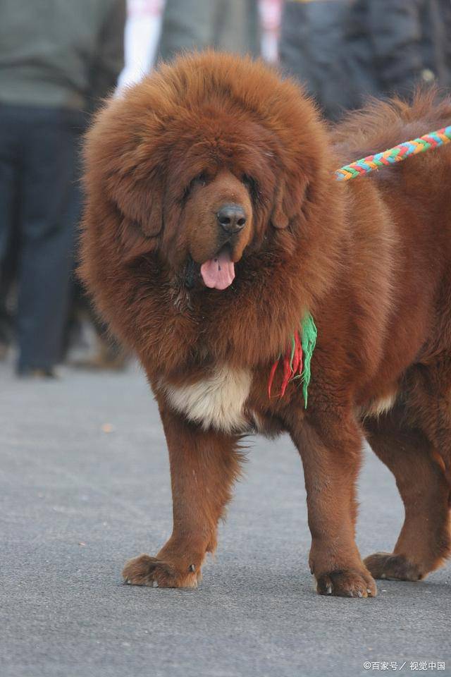 中国10大名犬图片