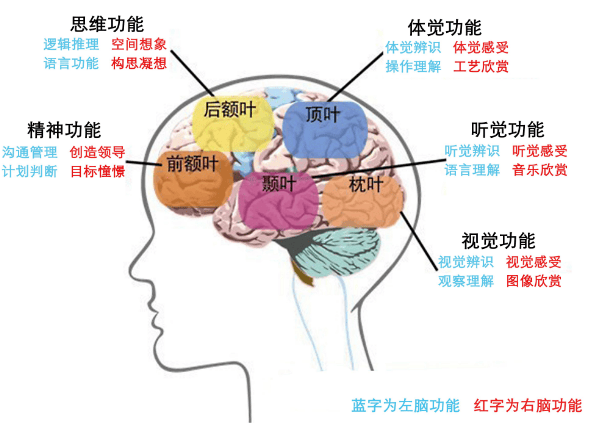 大脑突触发展规律图图片