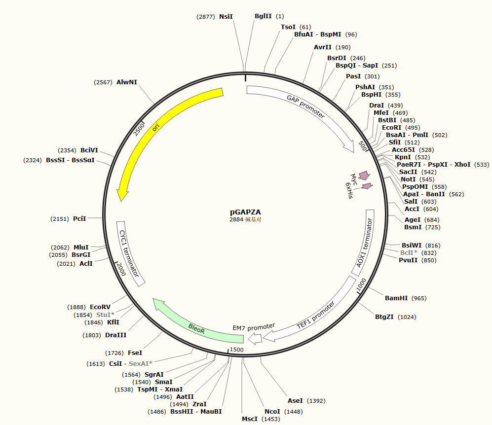 原核表达载体和真核表达系统及其载体