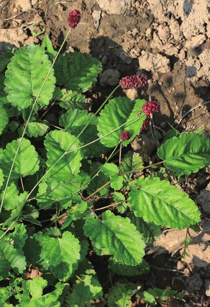 手把手教你认清中草药植物500种