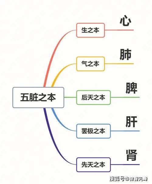 旁边器官图片