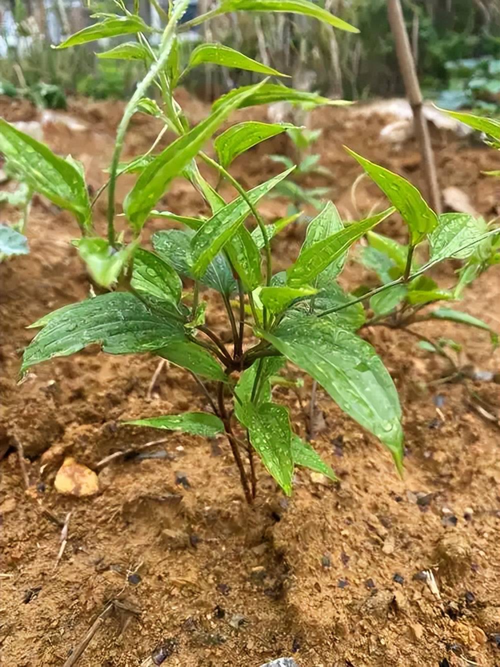 手把手教你认清中草药植物500种