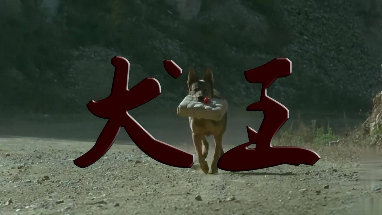 姚守岗_军犬_训导员