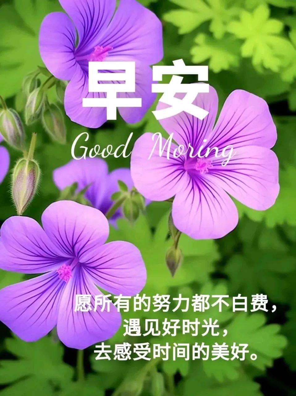 清晨语录早晨图片