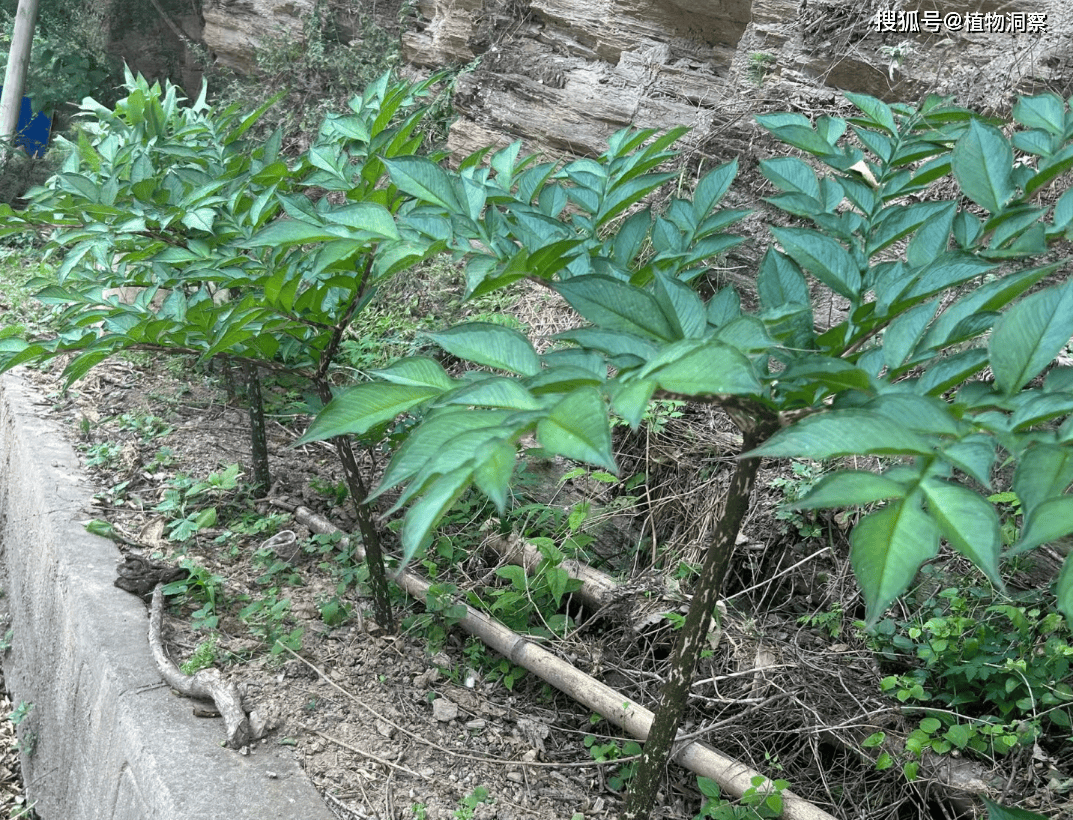 有毒的芋头植物图片图片