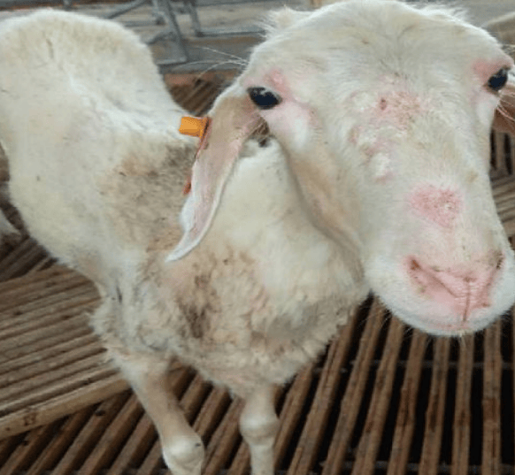 羊螨病如何预防与治疗