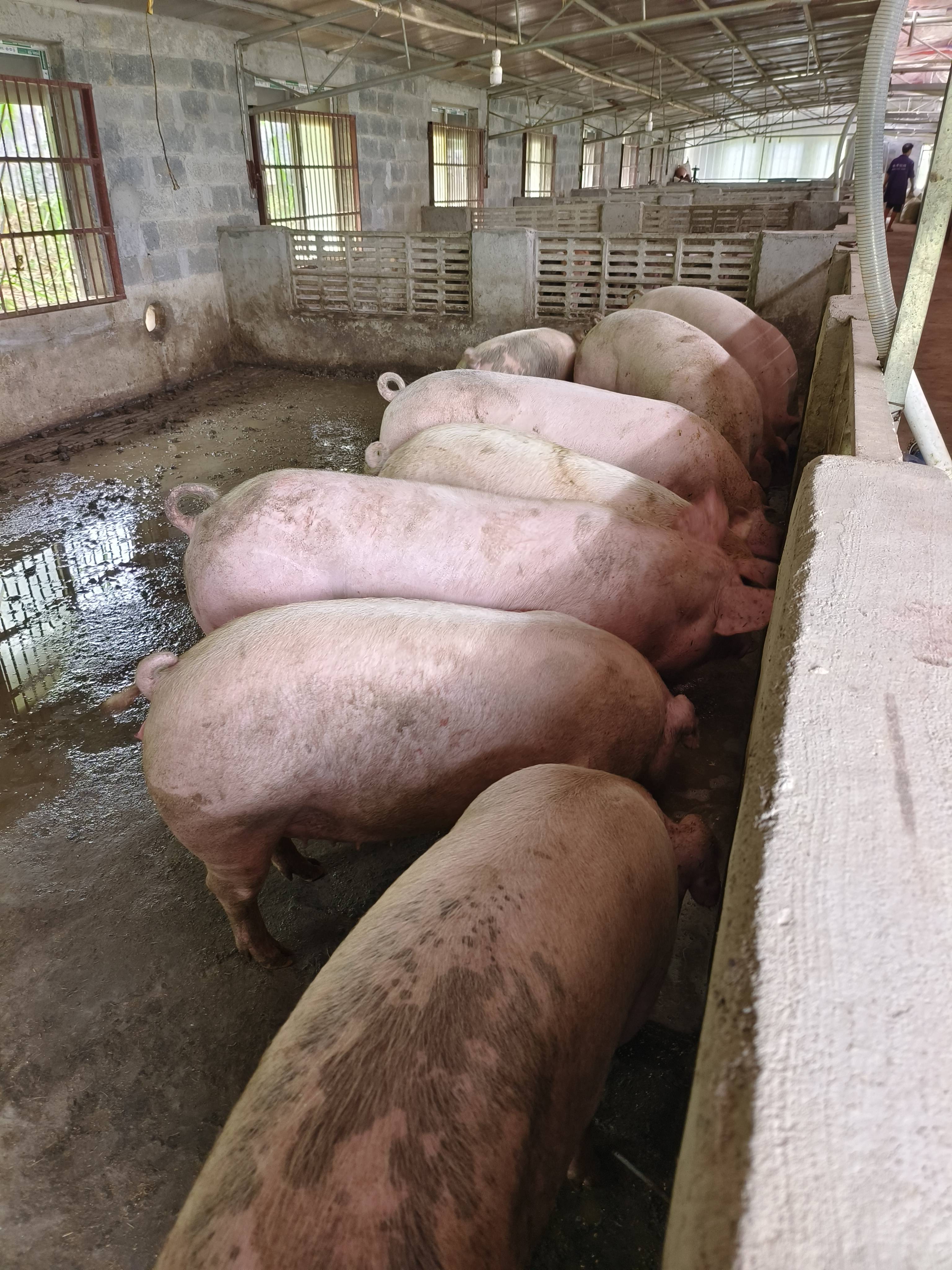 微生物发酵技术发酵滤泥养猪