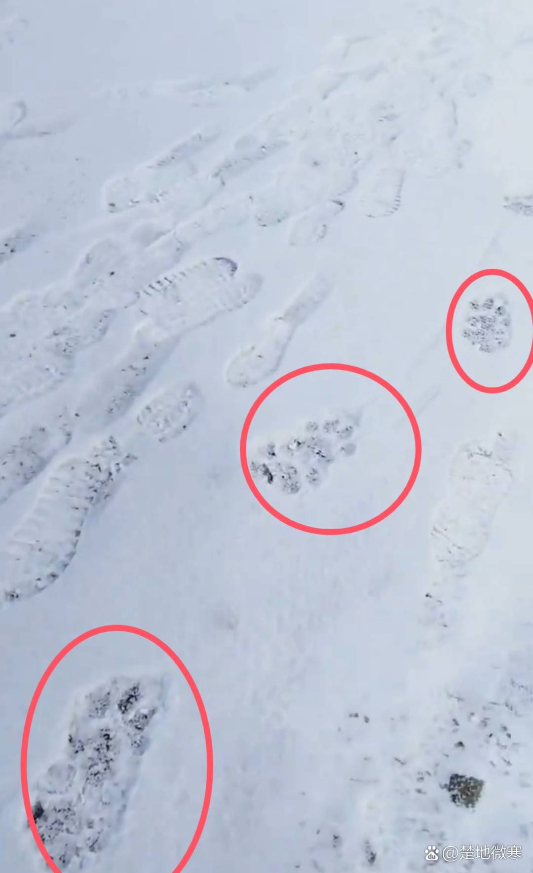 黑龙江再现东北虎!