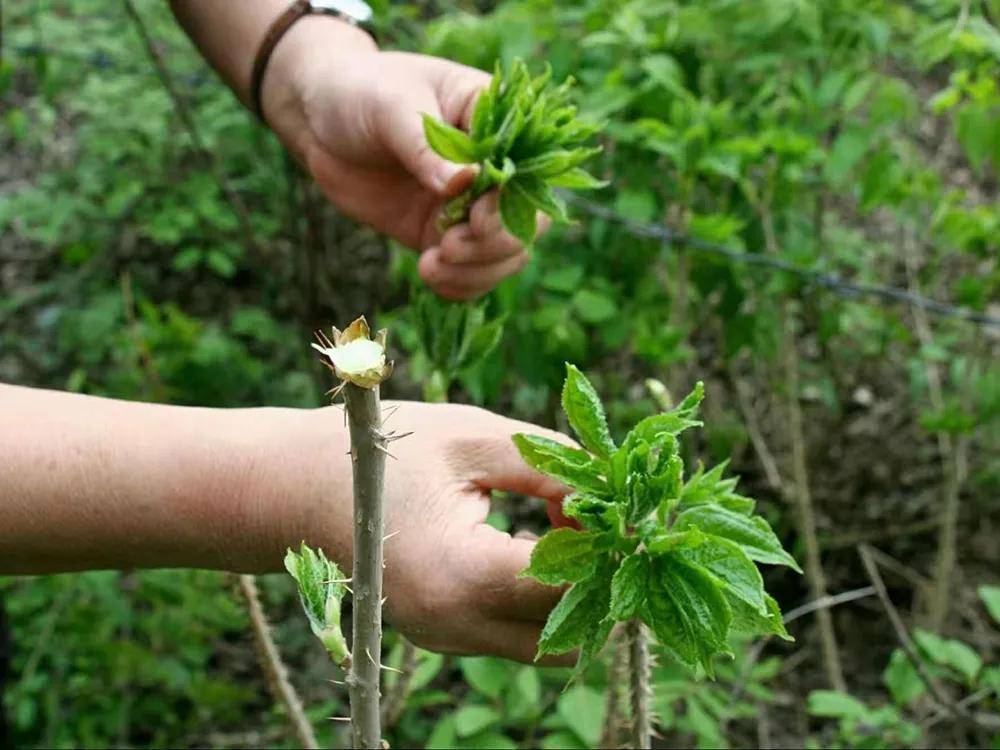 老窝筋野菜图片图片