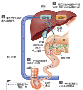 胆汁淤积样的位置图片图片