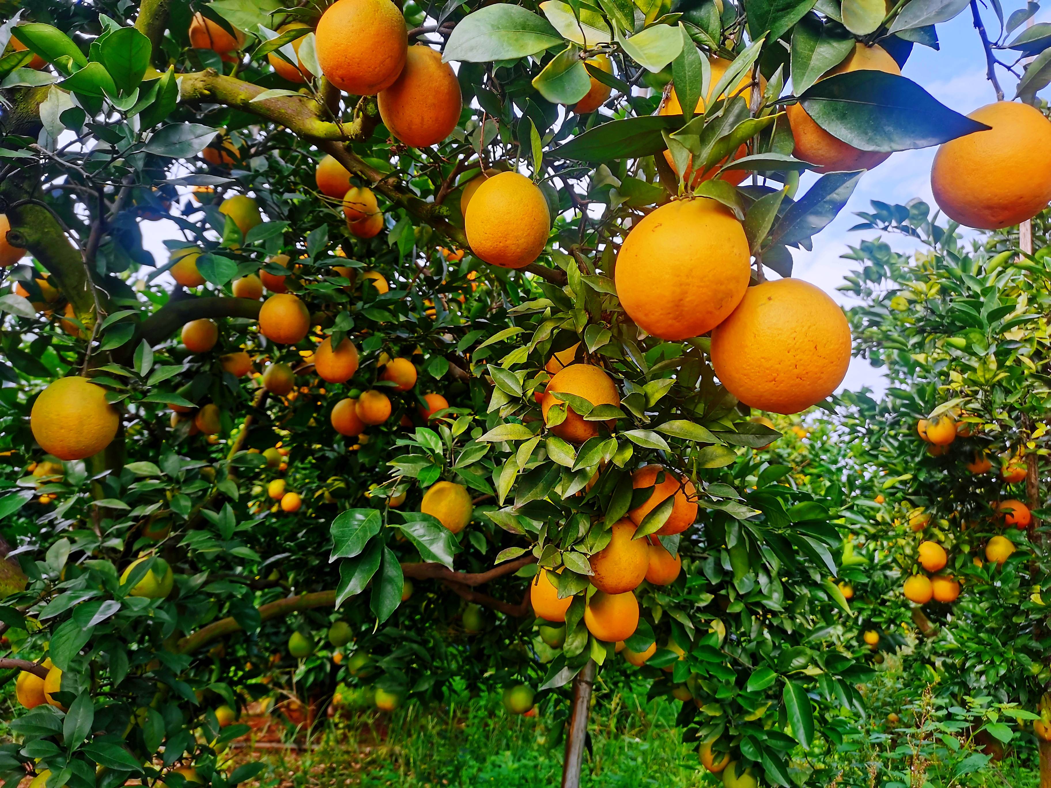 陈蔚文||果实月令