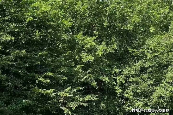 慈善讲义第64节：慈善伦理与行为规范