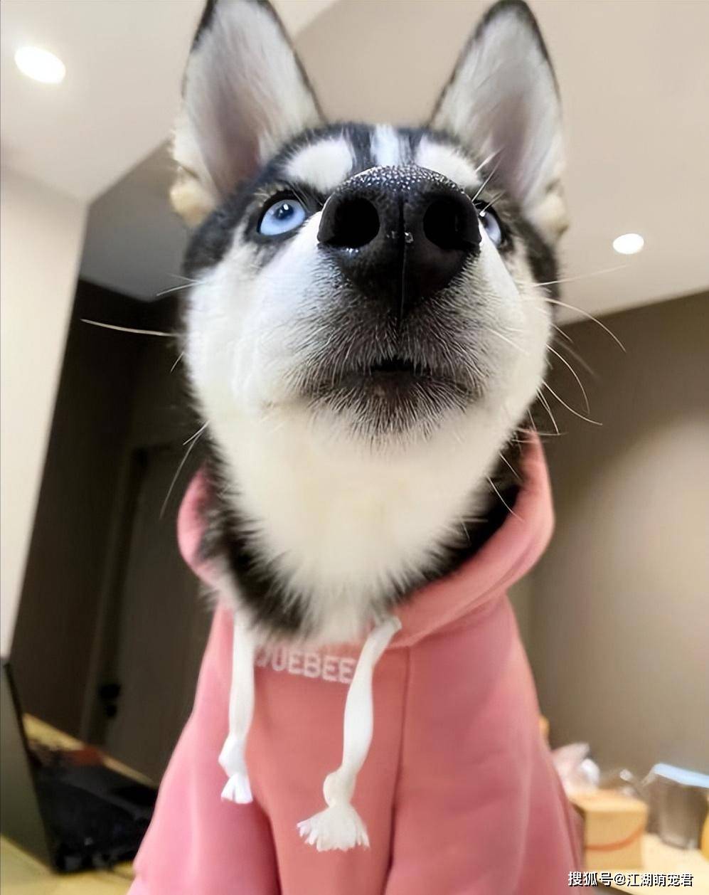 哈士奇突然"厌食"?多半是这些原因造成的!