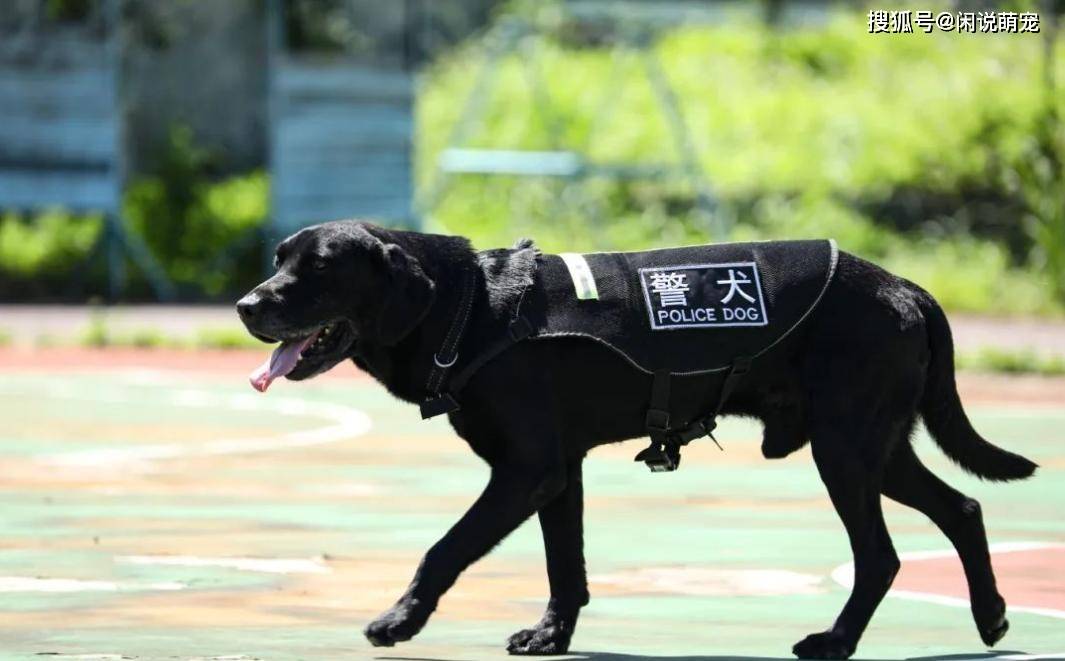 警犬有哪些品种?这些狗狗你认识几种吗?