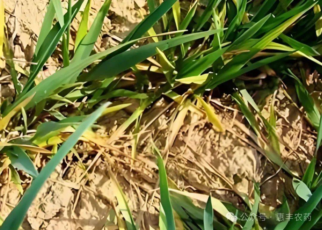 有图有真相 小麦病害识别图谱!