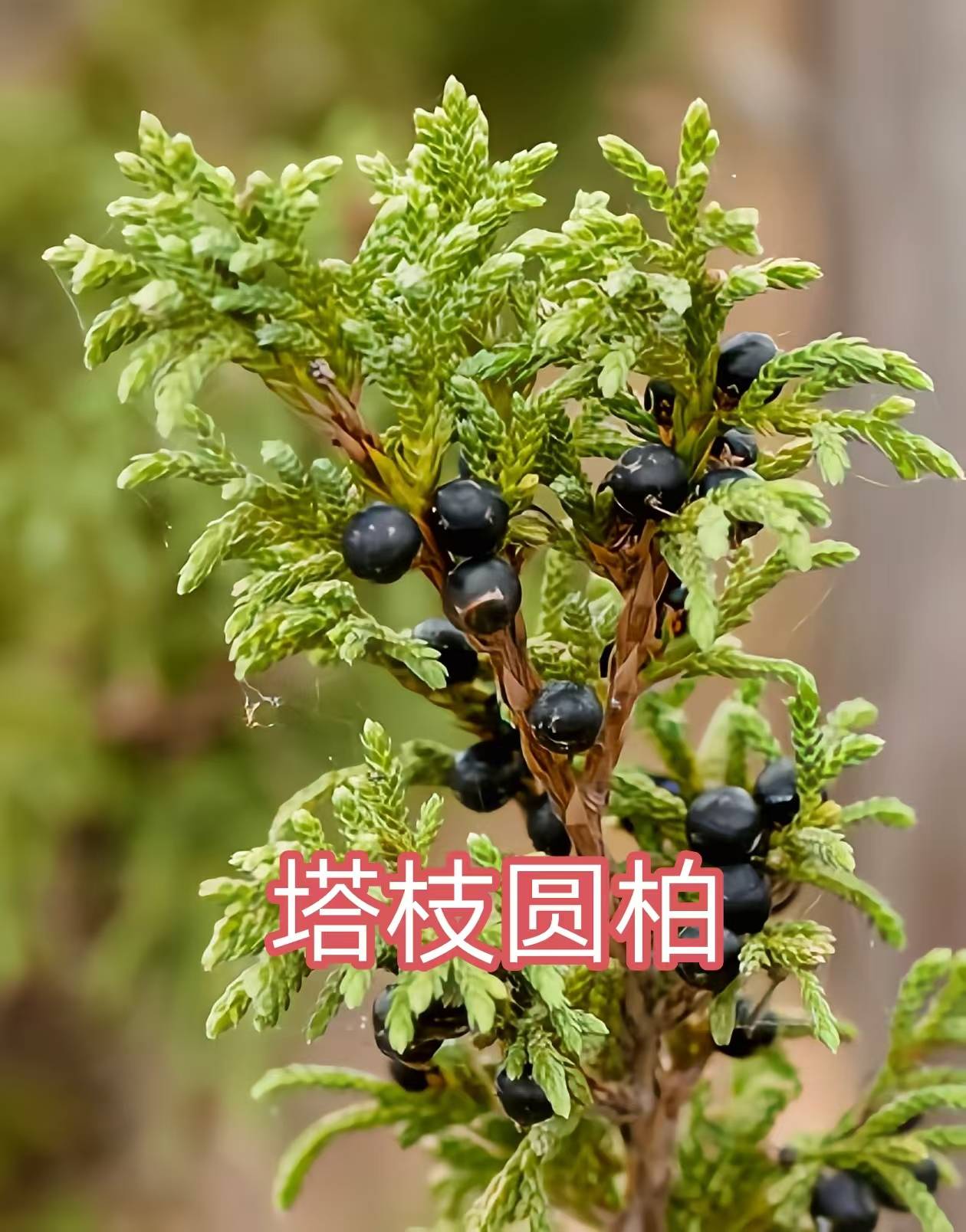 68种柏科植物,园林栽培的常用树种_柏木_高达_中国