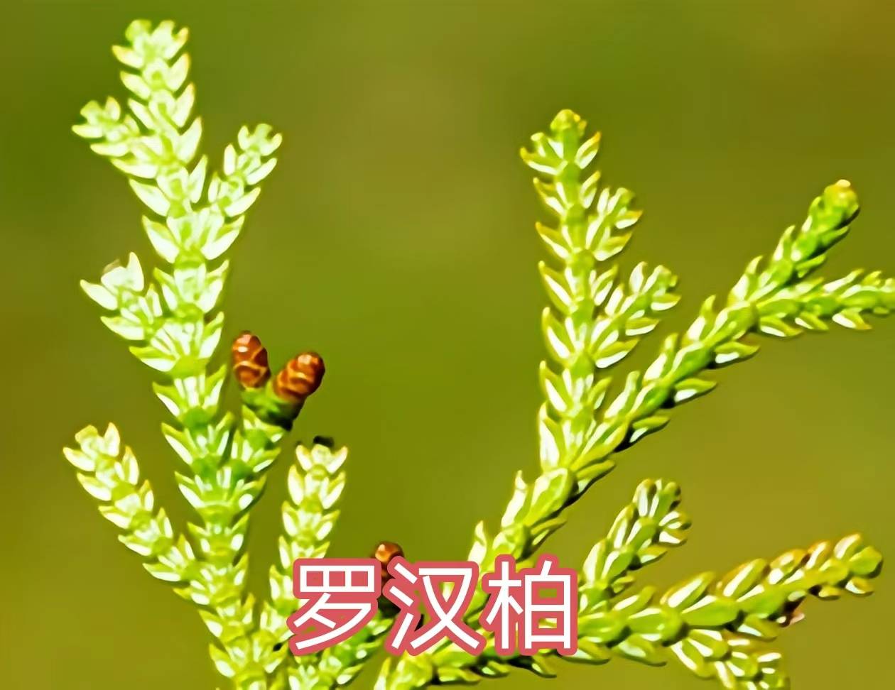 68种柏科植物,园林栽培的常用树种_柏木_高达_中国
