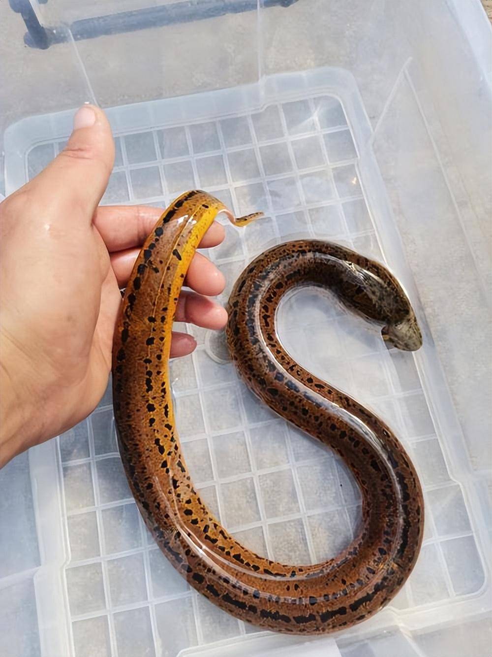 如果蛇吃了黄鳝,真的会死吗?