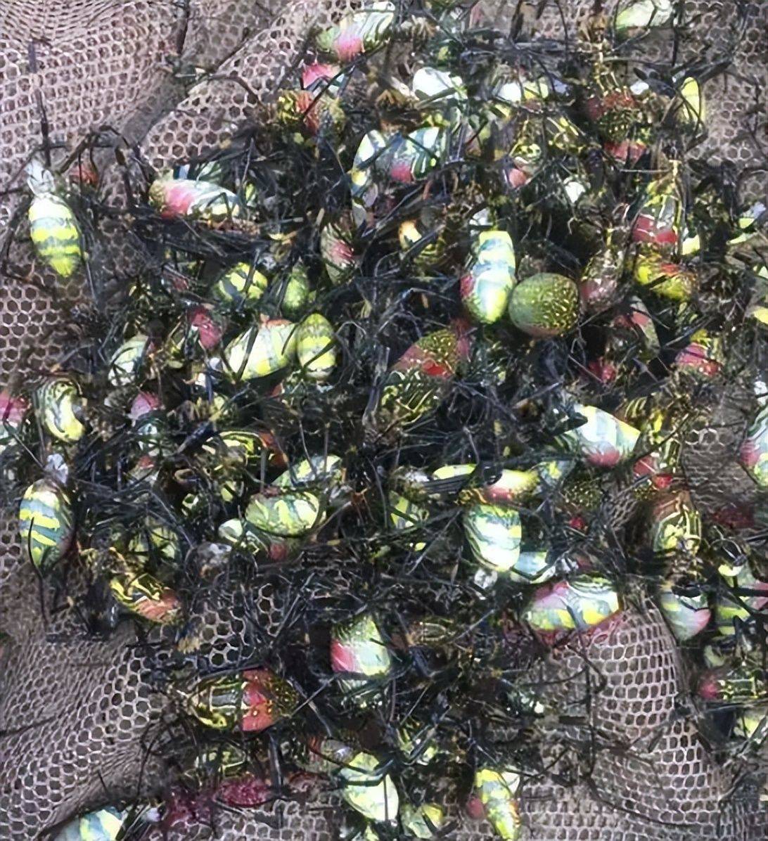 美食_虫子_蚂蚁