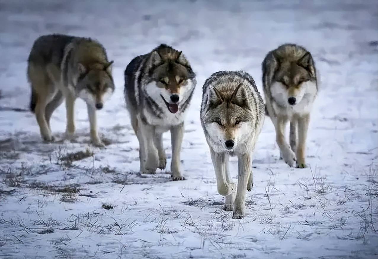 组团狩猎野鹿,景区:不下车就没危险