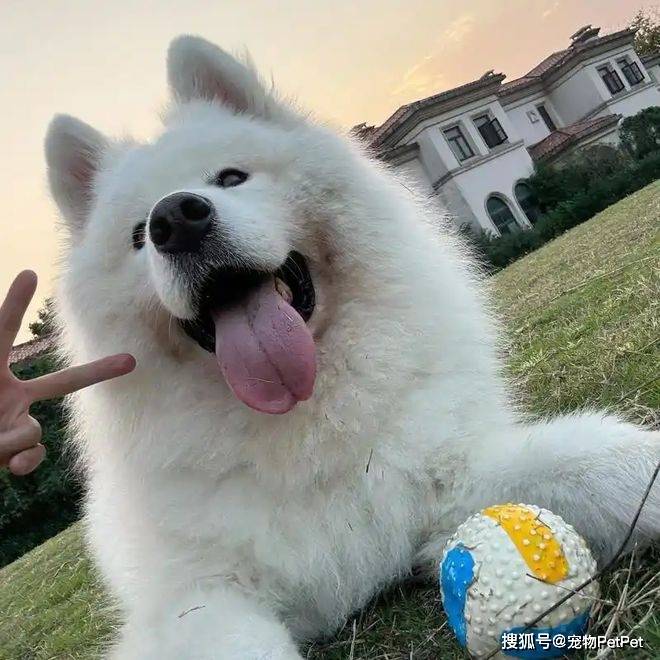 原创            萨摩耶的背锅日常：长得高也是罪？耶耶不懂耶~（萨摩耶是什么狗狗）