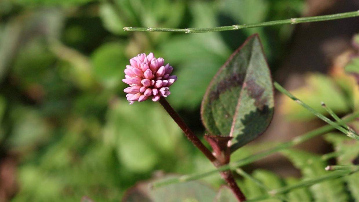 每天认识一种有用的本草植物:头花蓼