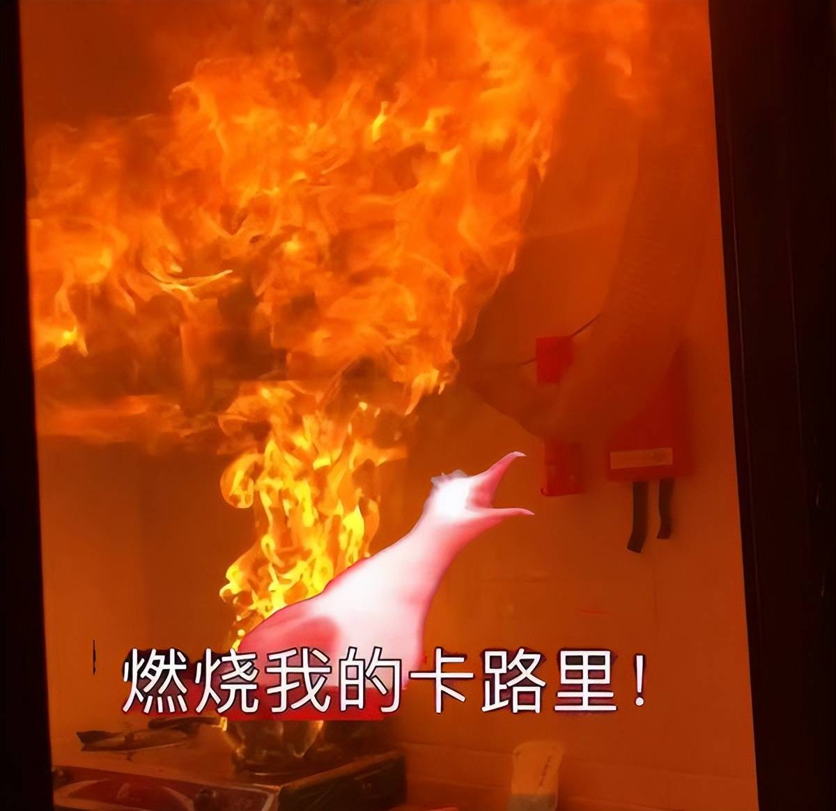 炸鸡vs炸鸭凭啥它成快餐界顶流鸭鸭表示不服